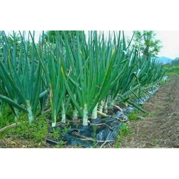 

Terlaris Tanaman Herbal - Bibit Sayur Bawang Merah Dergya 2302Sh
