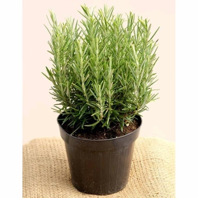 

Terlaris Tanaman Hias Rosemary Herbal Wangi Dan Harum/Bibit/Benih Promo!!