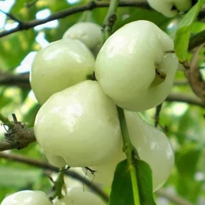 

Terlaris Obral Bibit Buah Jambu Air Camplong Cepat Berbuah