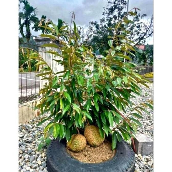 

Terlaris Ready Bibit Pohon Durian Baworr