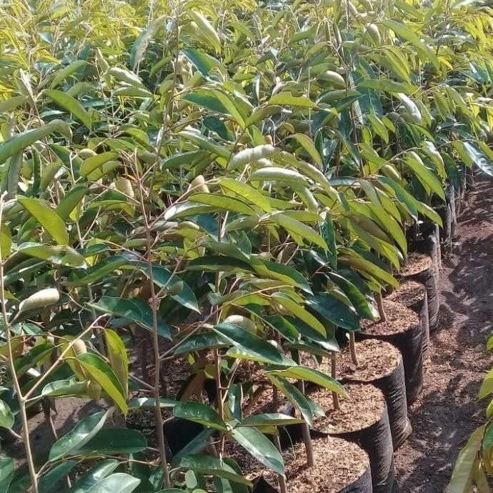 

Terlaris Ready Stock Bibit Durian Super Tembaga Asli Bangka Belitung