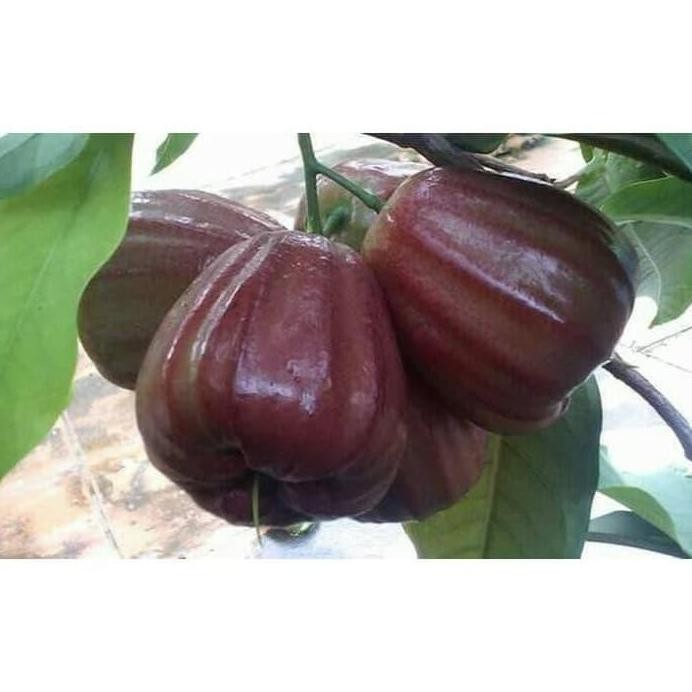 

Terlaris Bibit Jambu Air Dalhari Super 50 Cm