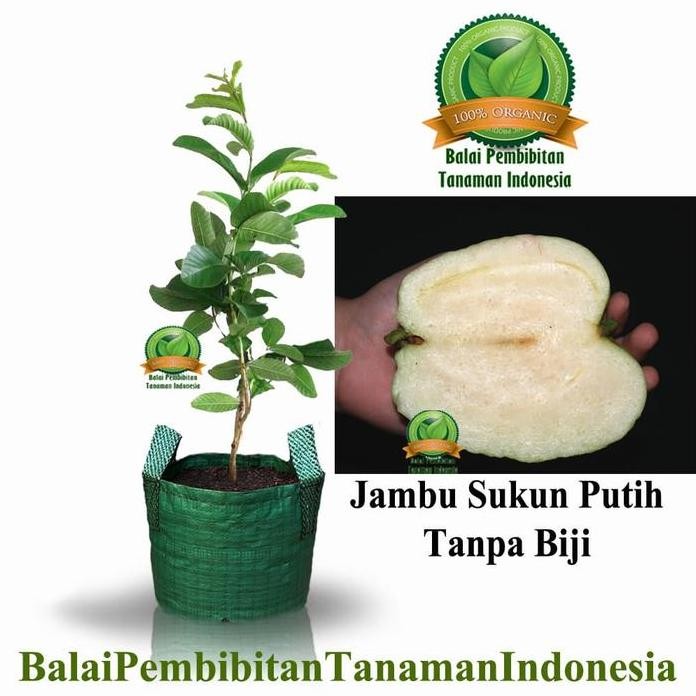 

Terlaris Bibit Jambu Sukun Putih / Bibit Buah / Tanaman