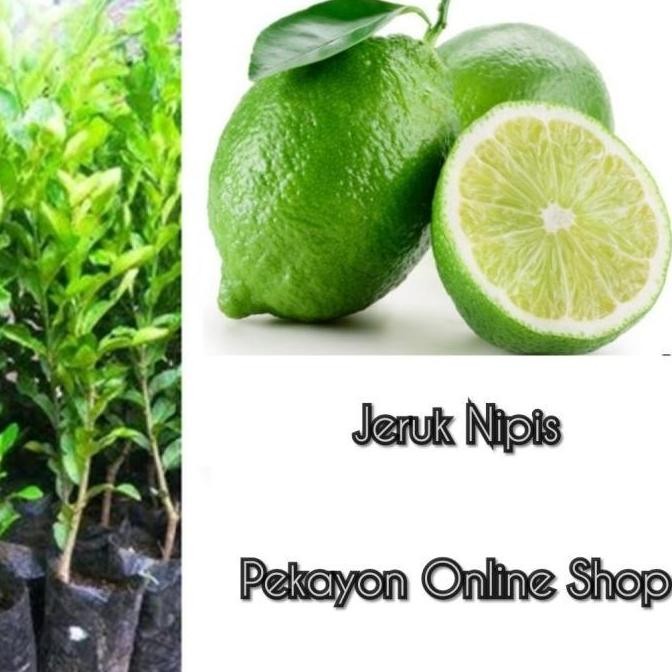 

Terlaris Bibit Tanaman Jeruk Nipis Hasil Okulasi Lebih Cepat Berbuah Cccc