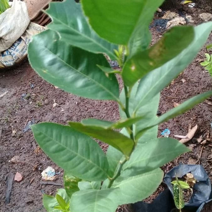 

Terlaris Bibit Pohon Jeruk Nipis Bbbb