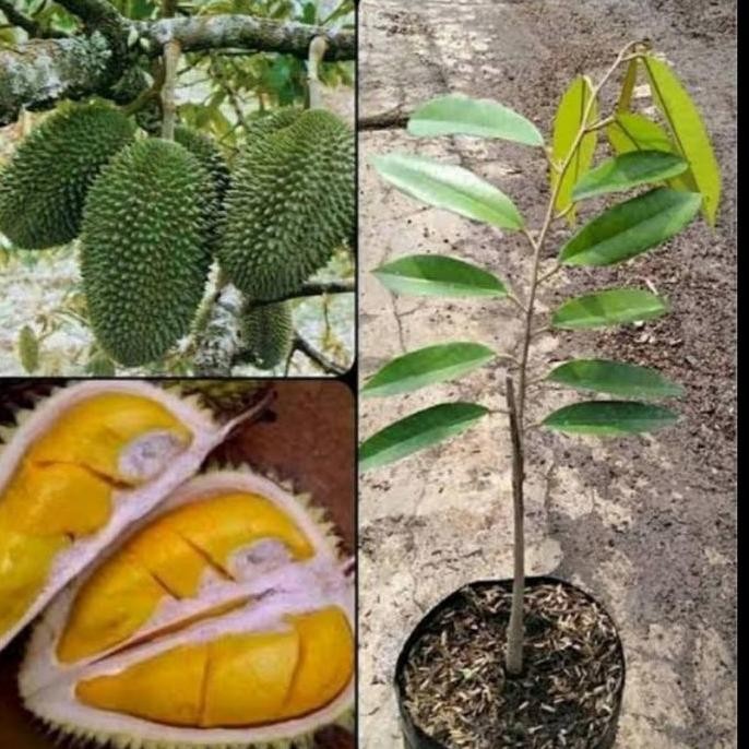 

Terlaris Bibit Tanaman Buah Durian Petruk