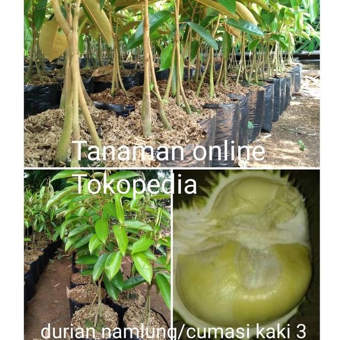 

Terlaris Sepaket Isi 25 Bibit Durian Cumasi/Namlung Kaki 3, 80Cm