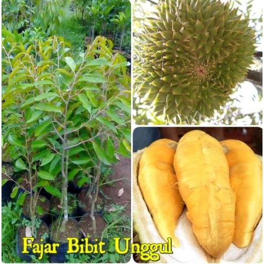 

Terlaris Bibit Durian Musangking Asli