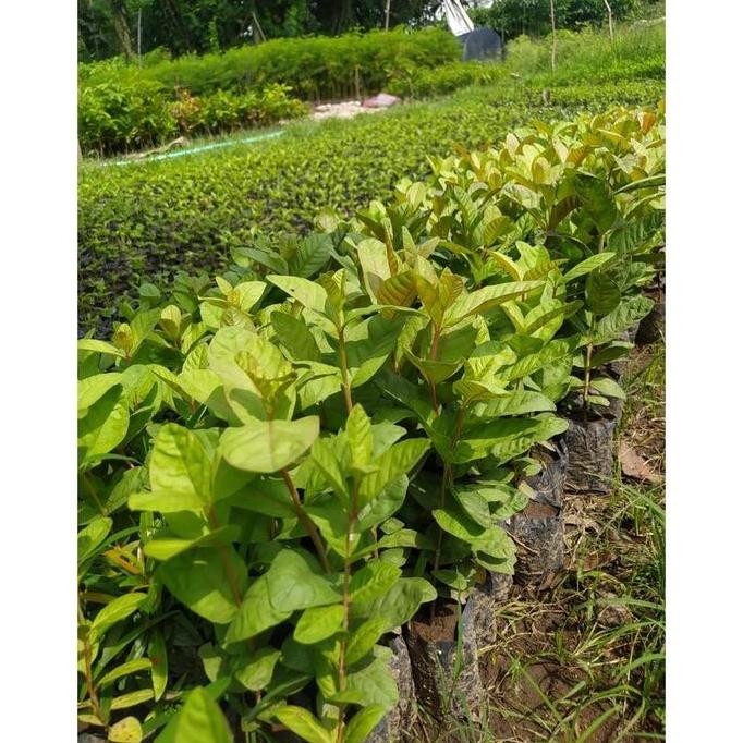 

Terlaris Bibit Jambu Kristal Super Beli 5 Gratis 1