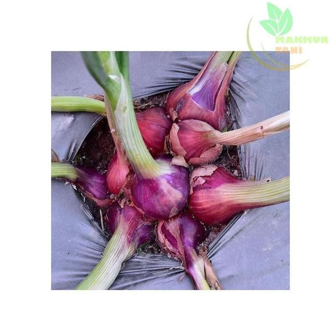 

Terlaris Terbaru Benih Bibit Bawang Merah Sanren F1 Isi 10 Gr Terlaris