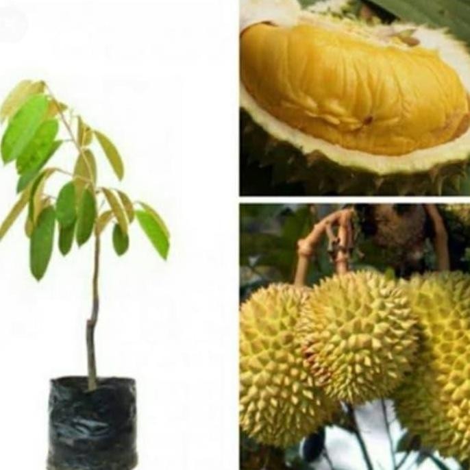 

Terlaris Bibit Durian Simas