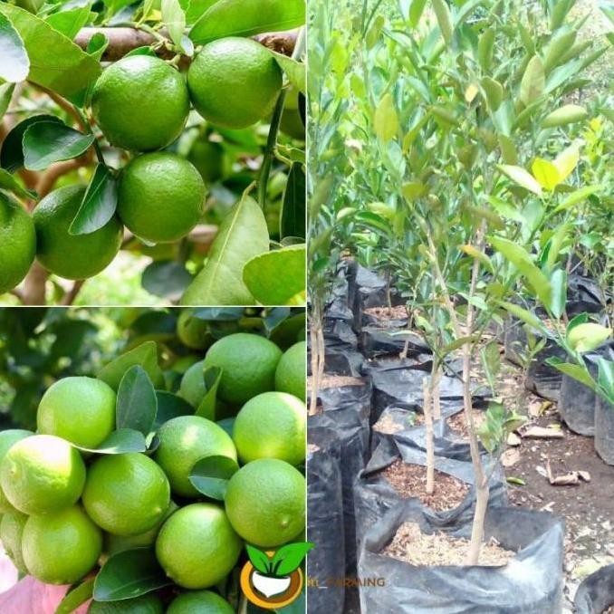 

Terlaris Obral Bibit Tanaman Buah Jeruk Nipis Jumbo Non Biji Cepat Berbuah Bb50