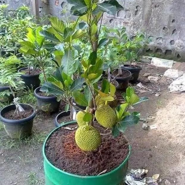 

Terlaris Bibit Durian Unik Bisa Ditanam Di Pot......O