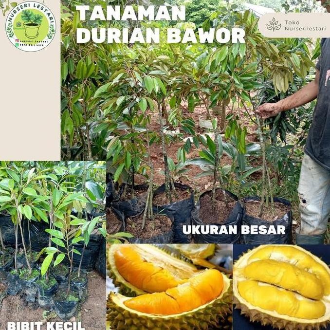 

Terlaris Tanaman Buah Bibit Durian Bawor Asli Super Terlarissss