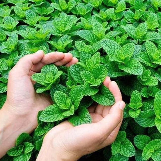 

Terlaris Bisa Bayar Di Tempat - Daun Mint 10 Biji Bibit Seed Benih Herb Peppermint Bibit Daun Mint Tanaman Herbal Hidroponik Premium Herba Spearmint Unggul Daun Min