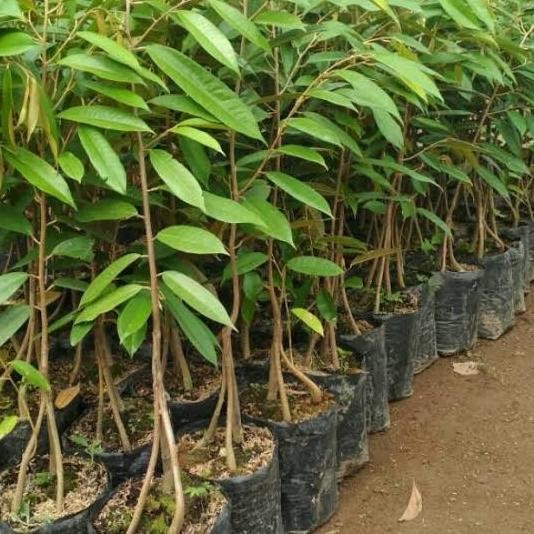 

Terlaris Bibit Okulasi Durian Bawor Kaki 3 Tinggi 1 Meter