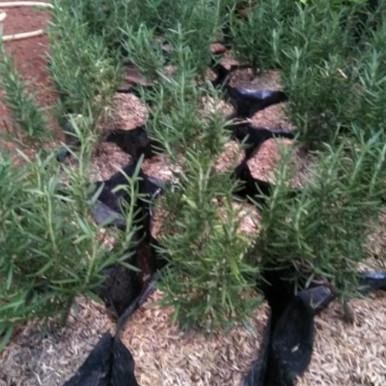 

Terlaris Bibit Tanaman Rosemary Herbal Pengusir Nyamuk Dan Bahan Bumbu Masakan