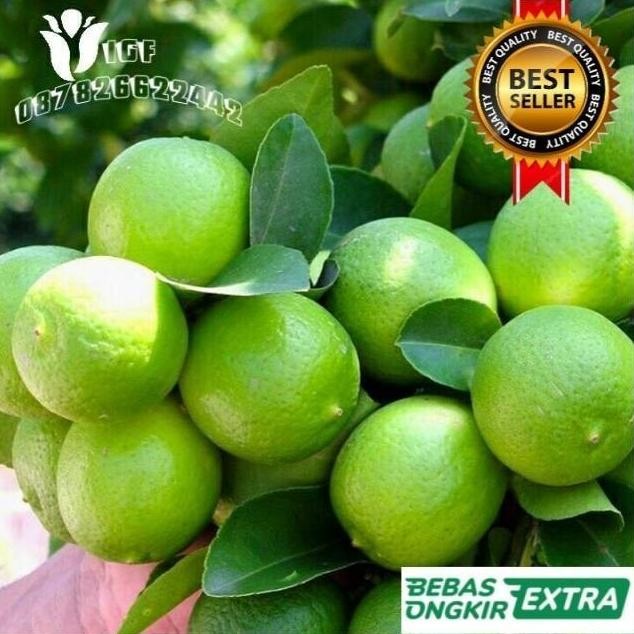 

Terlaris Bibit Jeruk Nipis Hasil Okulasi Cepat Berbuah