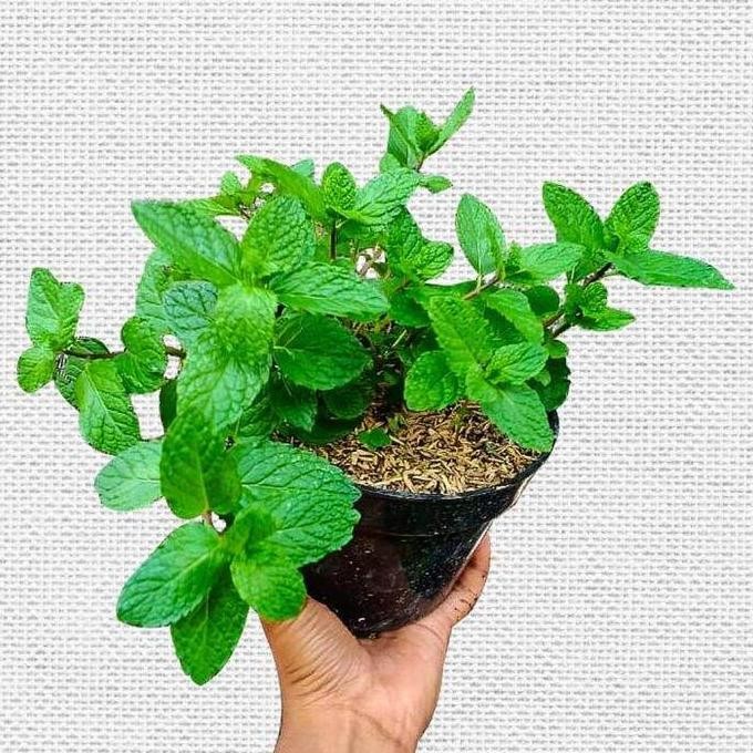 

Terlaris Benih Bibit Peppermint Bibit Pohon Mint Bibit Daun Mint