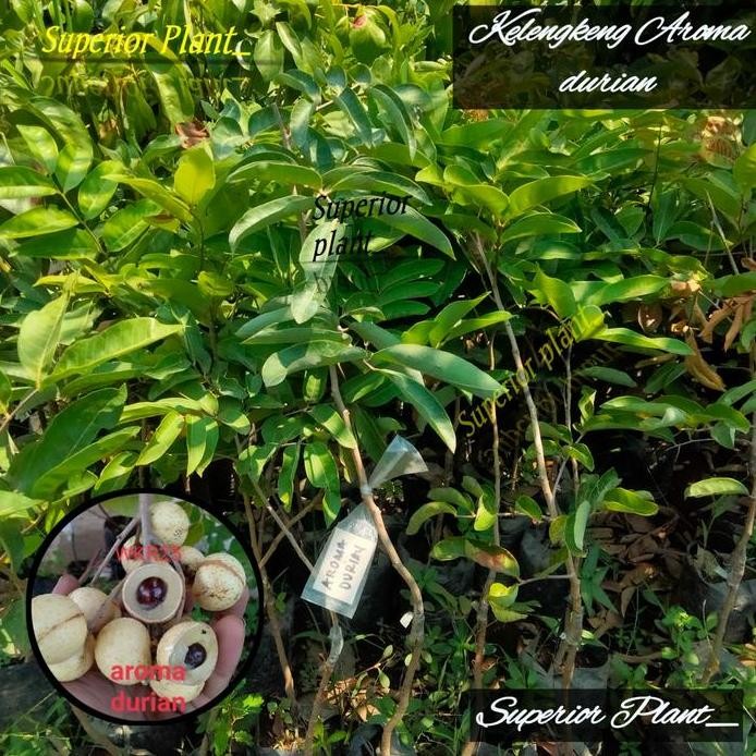 

Terlaris Bibit Kelengkeng Aroma Durian Okulasi