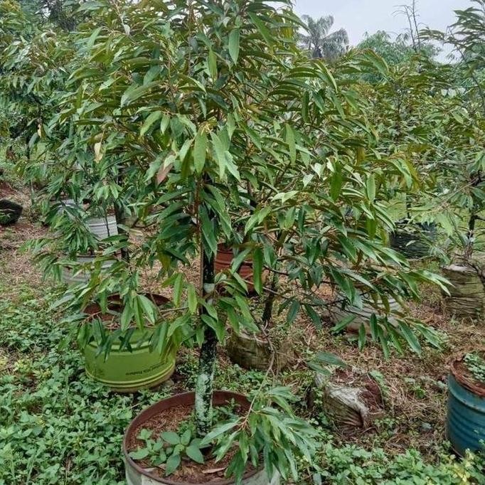 

Terlaris Bibit Pohon Durian Bawor Ukuran 2 Meter