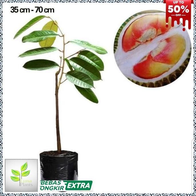 

Terlaris Bibit Durian Pelangi - Tanaman Buah Durian