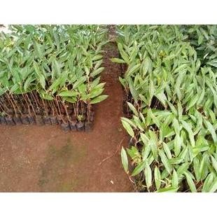 

Terlaris (10 Pcs) Bibit Tanaman Buah Durian Duri Hitam (Ochee)/ Baby Duri Hitam