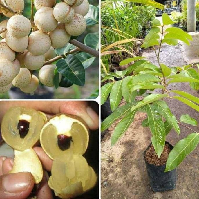 

Terlaris Bibit Kelengkeng Aroma Durian - Bibit Buah Tabulampot