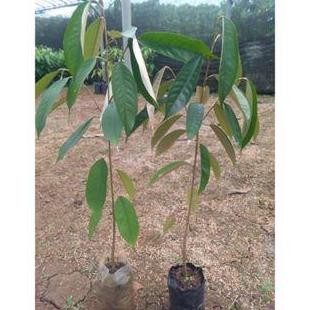 

Terlaris Paket Komplit Sambung Pucuk Bibit Durian Merah ( 2 Sedling+2 Entres )