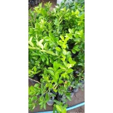 

Terlaris Bibit Jeruk Nipis Okulasi Cepat Berbuah(Bisa Di Taruh Po Puwrpu 8649Zr
