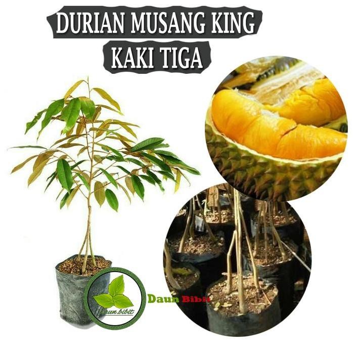 

Terlaris Bibit Durian Musang King Kaki Tiga