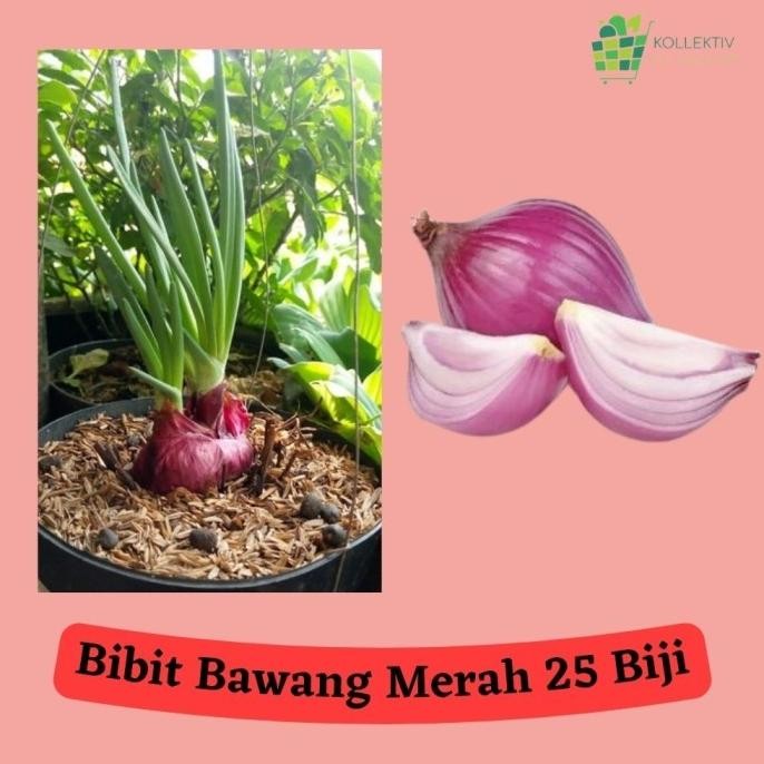 

Terlaris Bibit Bawang Merah/ Benih Sayuran