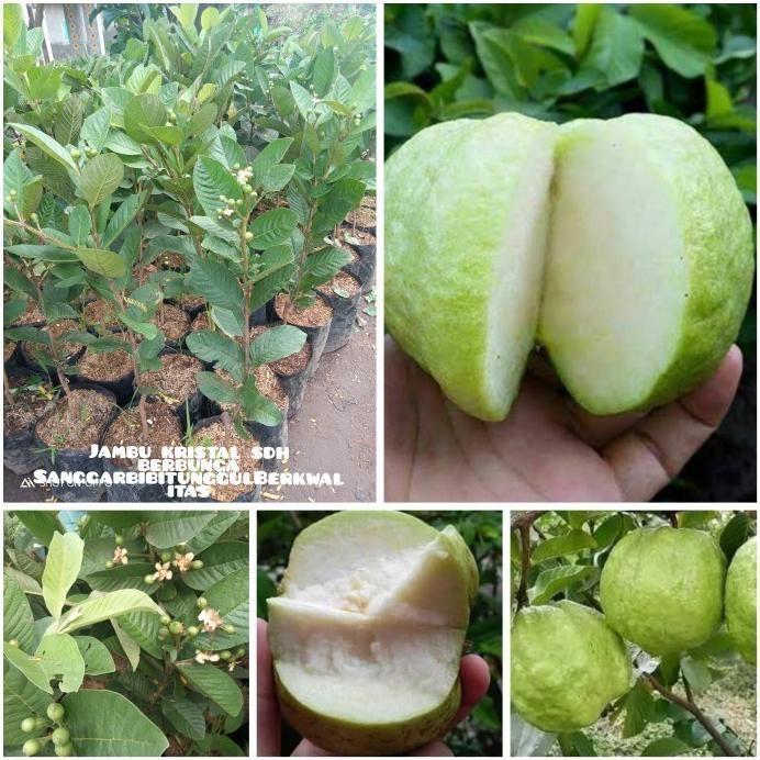 

Terlaris Bibit Buah Jambu Kristal Kondisi Sdh Berbunga/Berbuah.