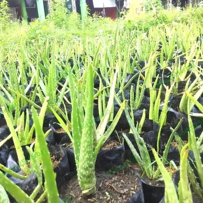 

Terlaris Bibit Lidah Buaya Jumbo