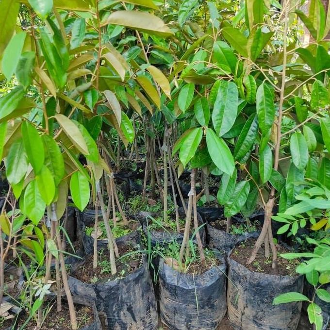 

Terlaris Paket Hemat 2 Bibit Durian Kaki Tiga Bejo Bibit