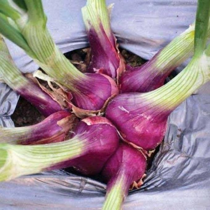 

Terlaris 50 Benih Bawang Merah Lokananta Cap Panah Merah - Bibit Tanaman Sayur