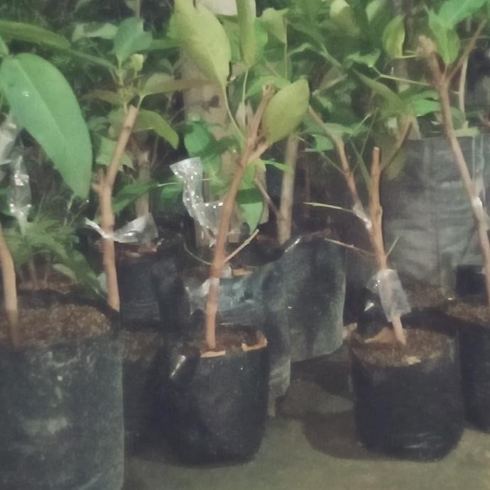 

Terlaris Bibit Cangkok Jambu Air Cincalo Hijau Terrlaris Aa11 Mmz