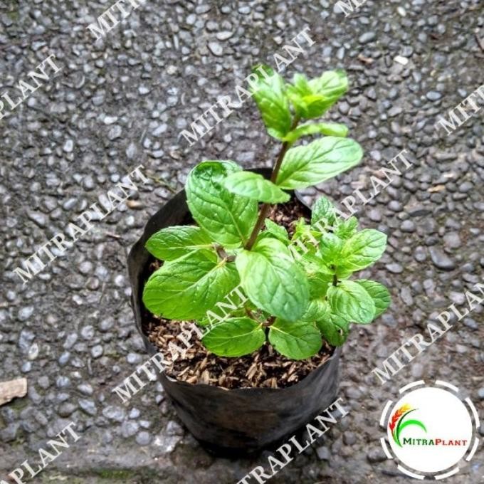 

Terlaris Baru Bibit Pohon Cokelat Mint - Tanaman Daun Choco Mint - Tanaman Kt14