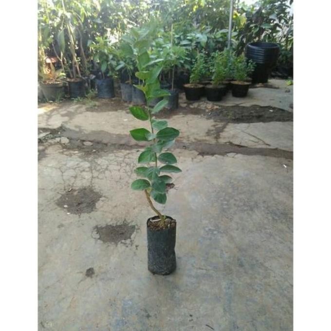 

Terlaris Bibit Jeruk Nipis Bangkok Okulasi Wertre 1985Ui