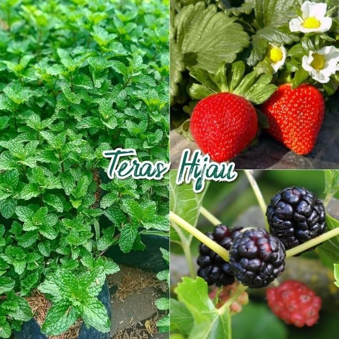

Terlaris Paket 3 Jenis Tanaman - Bibit Murbei, Strawbey Dan Daun Mint Terluaris