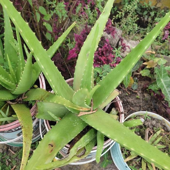 

Terlaris Bibit Lidah Buaya