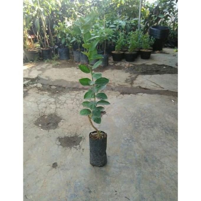 

Terlaris Bibit Jeruk Nipis Bangkok Okulasi Vpkjlh 0509Td