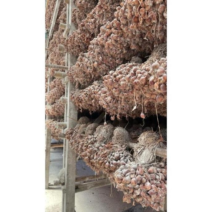 

Terlaris Bibit Bawang Merah Tajuk - Thailand Nganjuk Free Ongkir