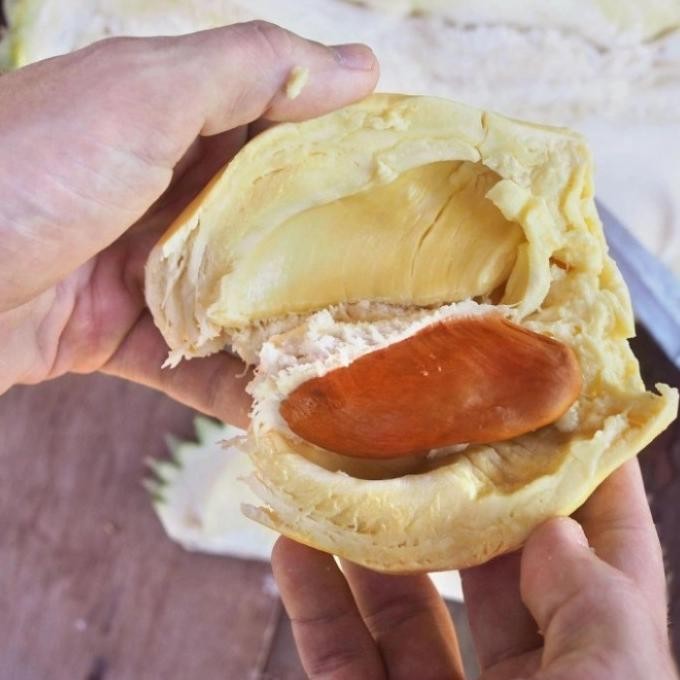 

Terlaris Pohon Durian Musang King Kaki 3/ Tan Durian/Bibit Durian Unggul