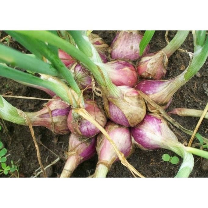 

Terlaris Benih Bibit Bawang Merah Cepat Panen Termurah Pubddo 5714Pc