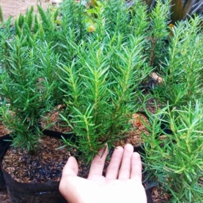 

Terlaris Tanaman Hias Rosemary Herbal Wangi Harum Bibit/Benih