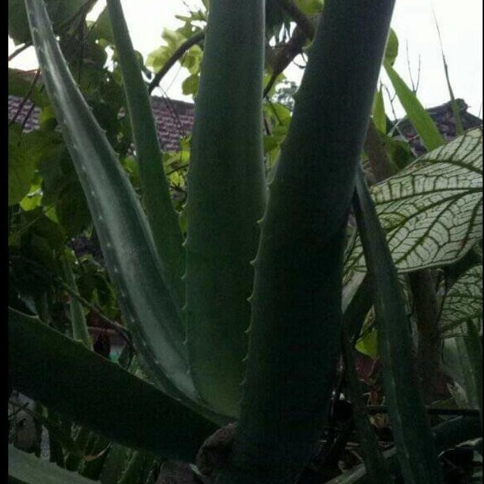 

Terlaris Bibit Lidah Buaya Jumbo