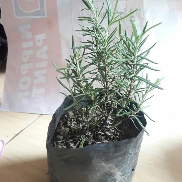 

Terlaris Bibit Tanaman Herbal Rosemary