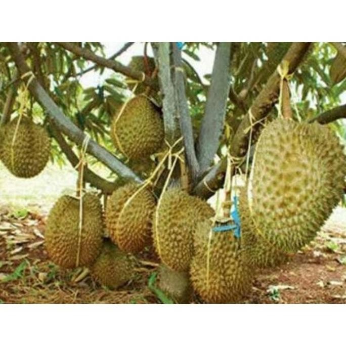 

Terlaris Bibit Durian Montong Super Unggul Murah/Bisa Cod