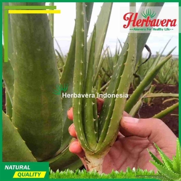 

Terlaris Aloevera Bibit Lidah Buaya Jumbo Herbavera